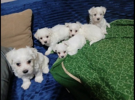 1  maltezerm1125.jpg